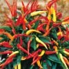 Medusa Ornamental Pepper Seeds 1 Medusa Ornamental Pepper Seeds -Park Seed® Shop 03974 PK 100