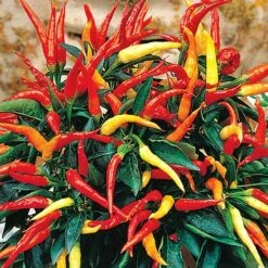 Medusa Ornamental Pepper Seeds