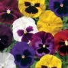 Colossus™ Mix Hybrid Pansy Seeds 1 Colossus™ Mix Hybrid Pansy Seeds -Park Seed® Shop 03996 PK 250