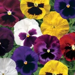 Colossus™ Mix Hybrid Pansy Seeds
