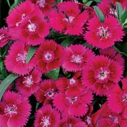 Ideal™ Violet Dianthus Seeds