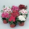 Diana Full Mix Dianthus Seeds -Park Seed® Shop 04087 PK 250