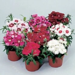 Diana Full Mix Dianthus Seeds