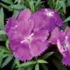 Diana Blueberry Dianthus Seeds -Park Seed® Shop 04100 PK 250