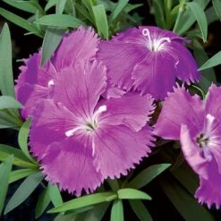 Diana Blueberry Dianthus Seeds