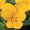 Sorbet® XP Yellow Viola Seeds -Park Seed® Shop 04308 PK 250