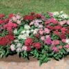 Graffiti® Mix Pentas Seeds 1 Graffiti® Mix Pentas Seeds -Park Seed® Shop 04670 PK 100