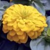 Magellan™ Yellow Zinnia Seeds -Park Seed® Shop 04702 pk 100