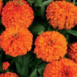 Magellan™ Orange Zinnia Seeds -Park Seed® Shop 04703 PK 100 1