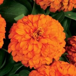 Magellan™ Orange Zinnia Seeds -Park Seed® Shop 04703 PK 100 2