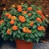 Magellan™ Orange Zinnia Seeds 1 Magellan™ Orange Zinnia Seeds -Park Seed® Shop 04703 pk 100