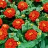 Magellan™ Scarlet Zinnia Seeds 2 Magellan™ Scarlet Zinnia Seeds -Park Seed® Shop 04704
