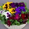 Majestic Giants II Mix Pansy Seeds -Park Seed® Shop 04759 PK 250