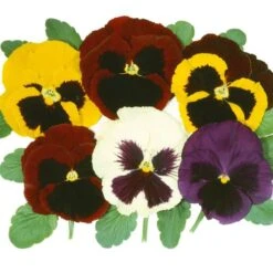 Majestic Giants II Mix Pansy Seeds -Park Seed® Shop 04759 PK 250 1