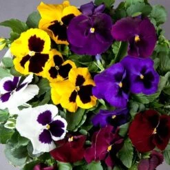 Majestic Giants II Mix Pansy Seeds -Park Seed® Shop 04759 PK 250 2