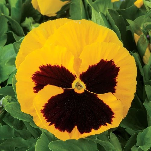 Majestic Giants II Yellow W/Blotch Hybrid Pansy Seeds 3 Majestic Giants II Yellow W/Blotch Hybrid Pansy Seeds
