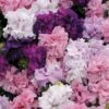 Double Cascade Mixture Double Petunia Seeds 1 Double Cascade Mixture Double Petunia Seeds -Park Seed® Shop 04849 PK 500