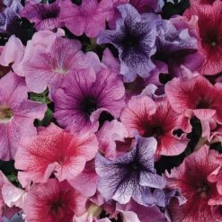 Daddy® Mix Petunia Seeds