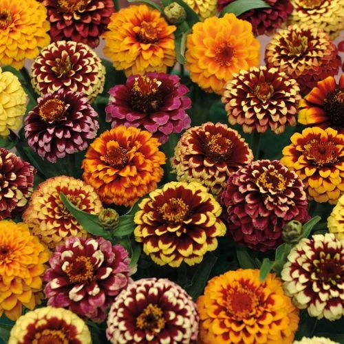 'Aztec Sunset Improved' Mix Zinnia Seeds 3 'Aztec Sunset Improved' Mix Zinnia Seeds