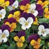 Penny™ Jump-Up Mix Viola Seeds -Park Seed® Shop 04980 pk 250