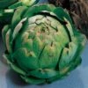 Imperial Star Artichoke Seeds -Park Seed® Shop 05006