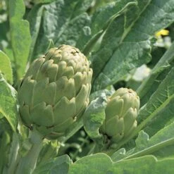 Imperial Star Artichoke Seeds (P) Pkt Of 20 Seeds