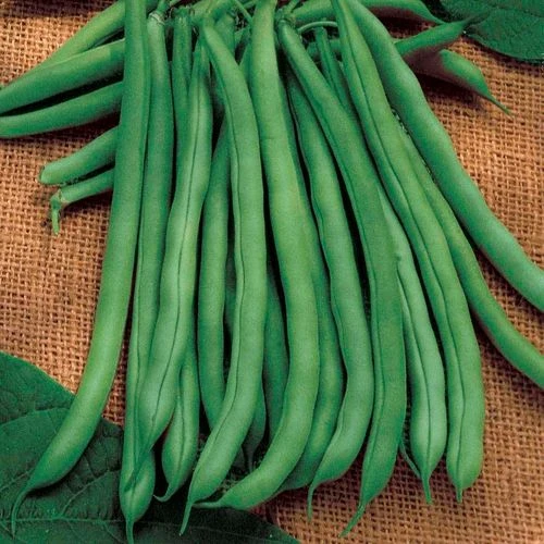 Blue Lake 274 Bush Bean Seeds (P) Pkt Of 100 Seeds 3 Blue Lake 274 Bush Bean Seeds (P) Pkt Of 100 Seeds