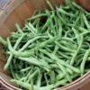 Kentucky Blue Pole Bean Seeds -Park Seed® Shop 05032