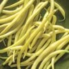 Rocdor Bush Bean Seeds -Park Seed® Shop 05037