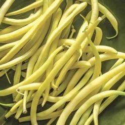 Rocdor Bush Bean Seeds