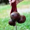 Detroit Dark Red Beet Seeds -Park Seed® Shop 05048