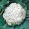 Snow Crown Cauliflower Seeds -Park Seed® Shop 05079 pk 500