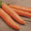 Little Finger Carrot Seeds -Park Seed® Shop 05082 pk p1