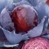Red Express Purple/Red Cabbage Seeds -Park Seed® Shop 05102 PK P1