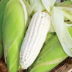 Silver Queen Hybrid Corn Seeds
