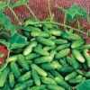 Alibi Cucumber Seeds -Park Seed® Shop 05111 pk p1