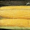 Butterfruit Original Early Corn Seeds -Park Seed® Shop 05122