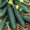 Spacemaster 80 Cucumber Seeds 2 Spacemaster 80 Cucumber Seeds -Park Seed® Shop 05123 pk p1