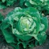 Little Gem Lettuce Seeds 2 Little Gem Lettuce Seeds -Park Seed® Shop 05137 PK P1