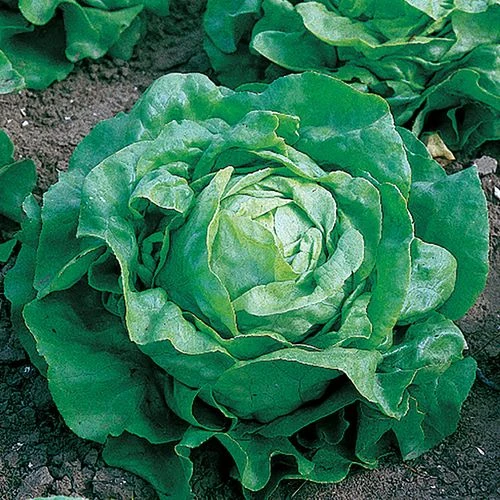 Little Gem Lettuce Seeds 3 Little Gem Lettuce Seeds