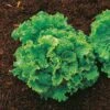 Green Ice Lettuce Seeds (P) Pkt Of 600 Seeds