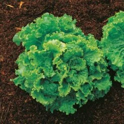 Green Ice Lettuce Seeds (P) Pkt Of 600 Seeds