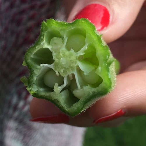 Clemson Spineless Okra Seeds 6 Clemson Spineless Okra Seeds - Image 4