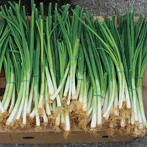Parade Green Onion Seeds 3 Parade Green Onion Seeds