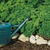Krausa Parsley Seeds -Park Seed® Shop 05213