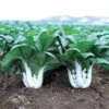 Joi Choi Hybrid Pak Choi Seeds -Park Seed® Shop 05215 pk p1