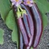 Hansel Hybrid Eggplant Seeds -Park Seed® Shop 05223 PK 100