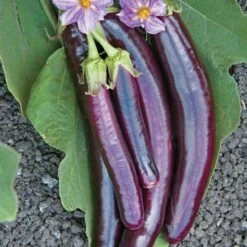 Hansel Hybrid Eggplant Seeds