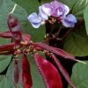 Hyacinth Bean Seeds (P) Pkt Of 25 Seeds