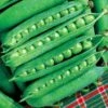 Green Arrow Pea Seeds (P) Pkt Of 160 Seeds -Park Seed® Shop 05237 pk p1